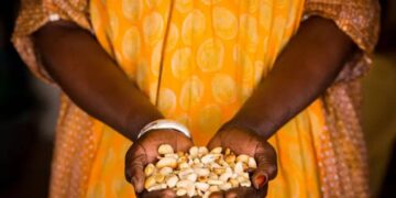 Yadda ƴaƴan cashew ke rage ƙiba da haɗarin kamuwa da ciwon zuciya